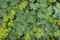 Plant life 19 - Close up of LadyÃ¢â¬â¢s Mantle, alchemilla mollis